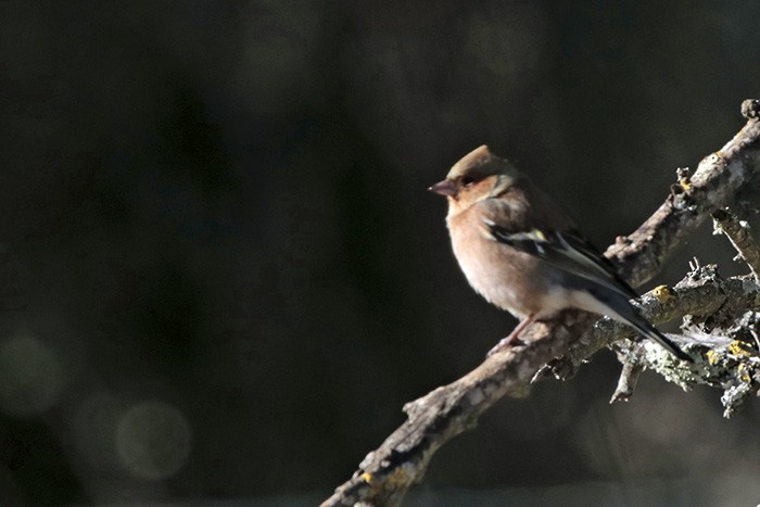 Common Chaffinch - ML76853851