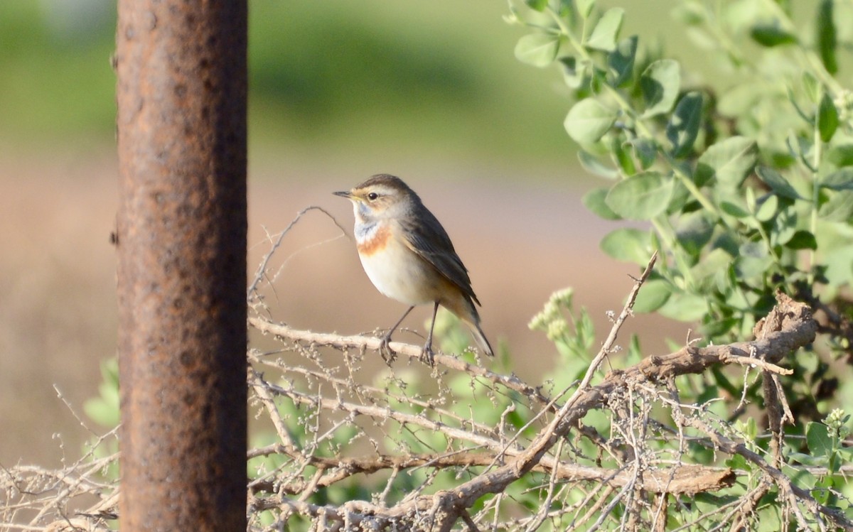 Bluethroat - Timothy Lloyd