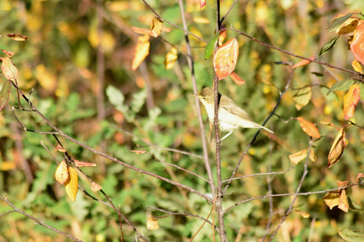 Melodious Warbler - ML76854191