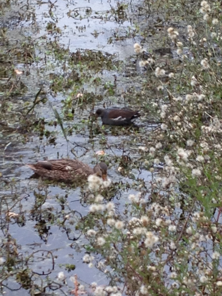 Gallinule d'Amérique - ML76855731