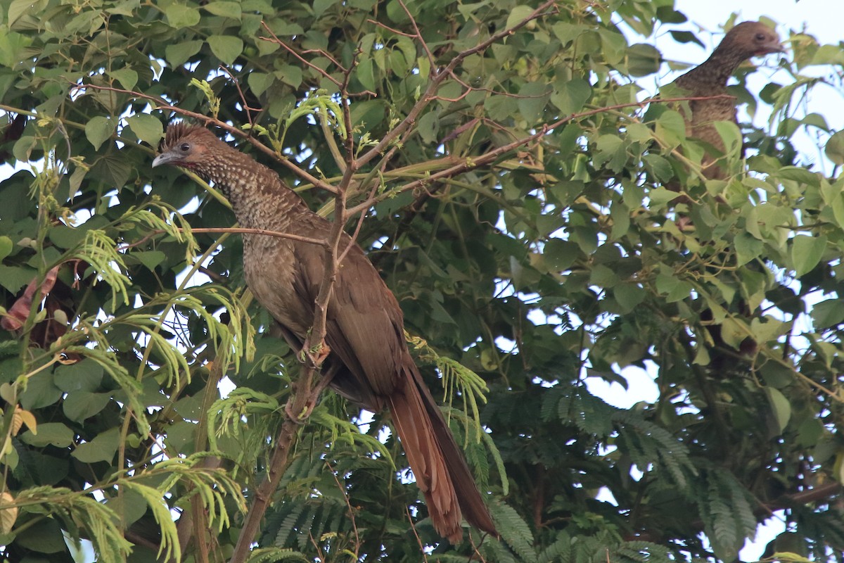 Chachalaca Moteada (remota) - ML76856151