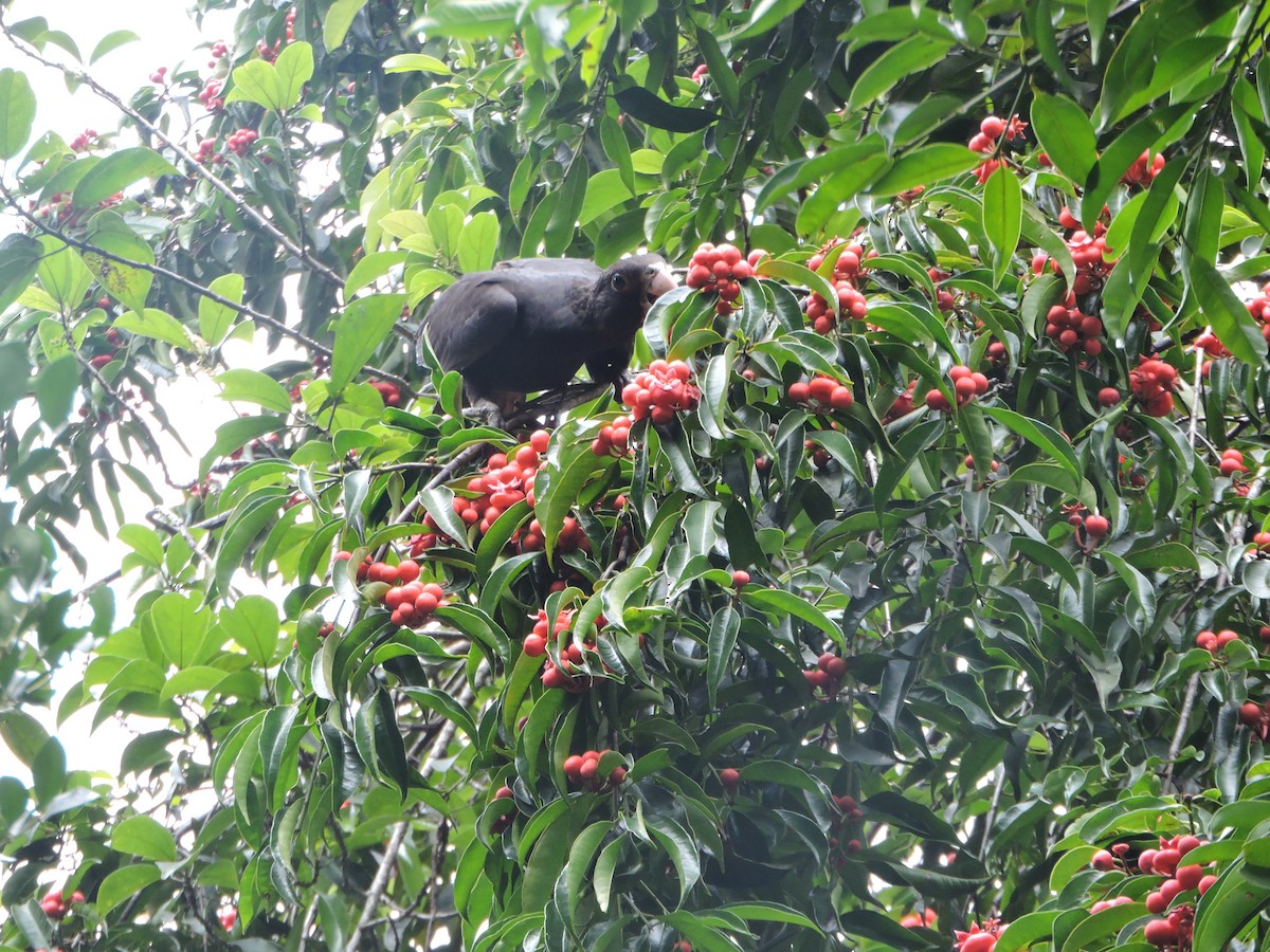 Greater/Lesser Vasa Parrot - Nick Newberry