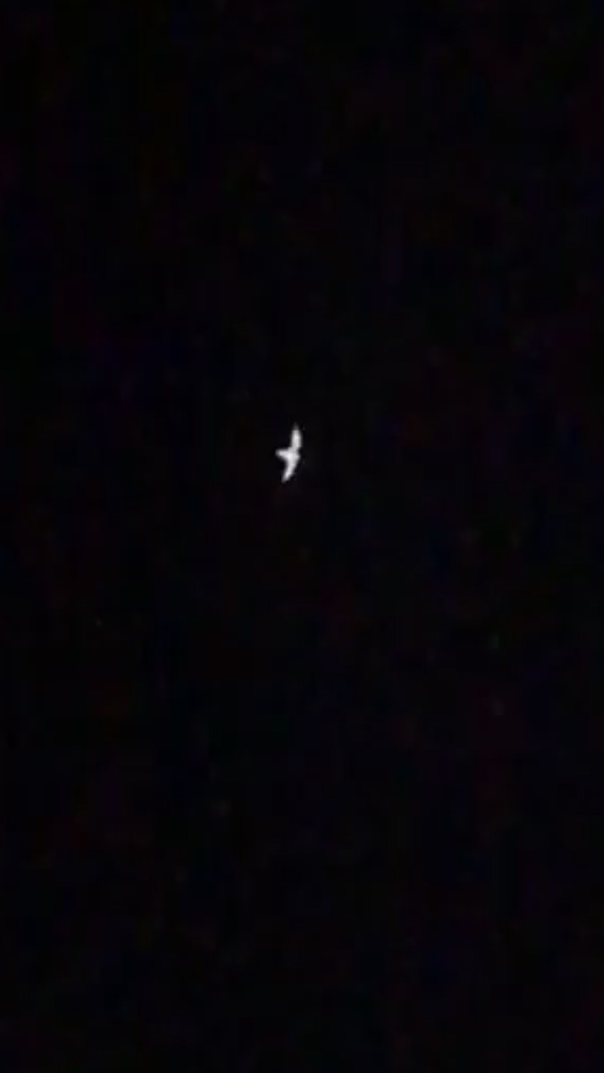 Common Nighthawk - ML76857701