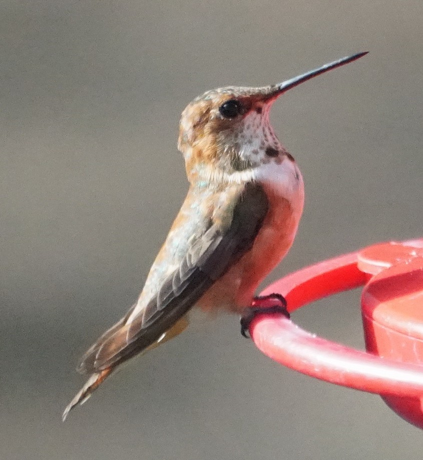 Rufous Hummingbird - ML76860451