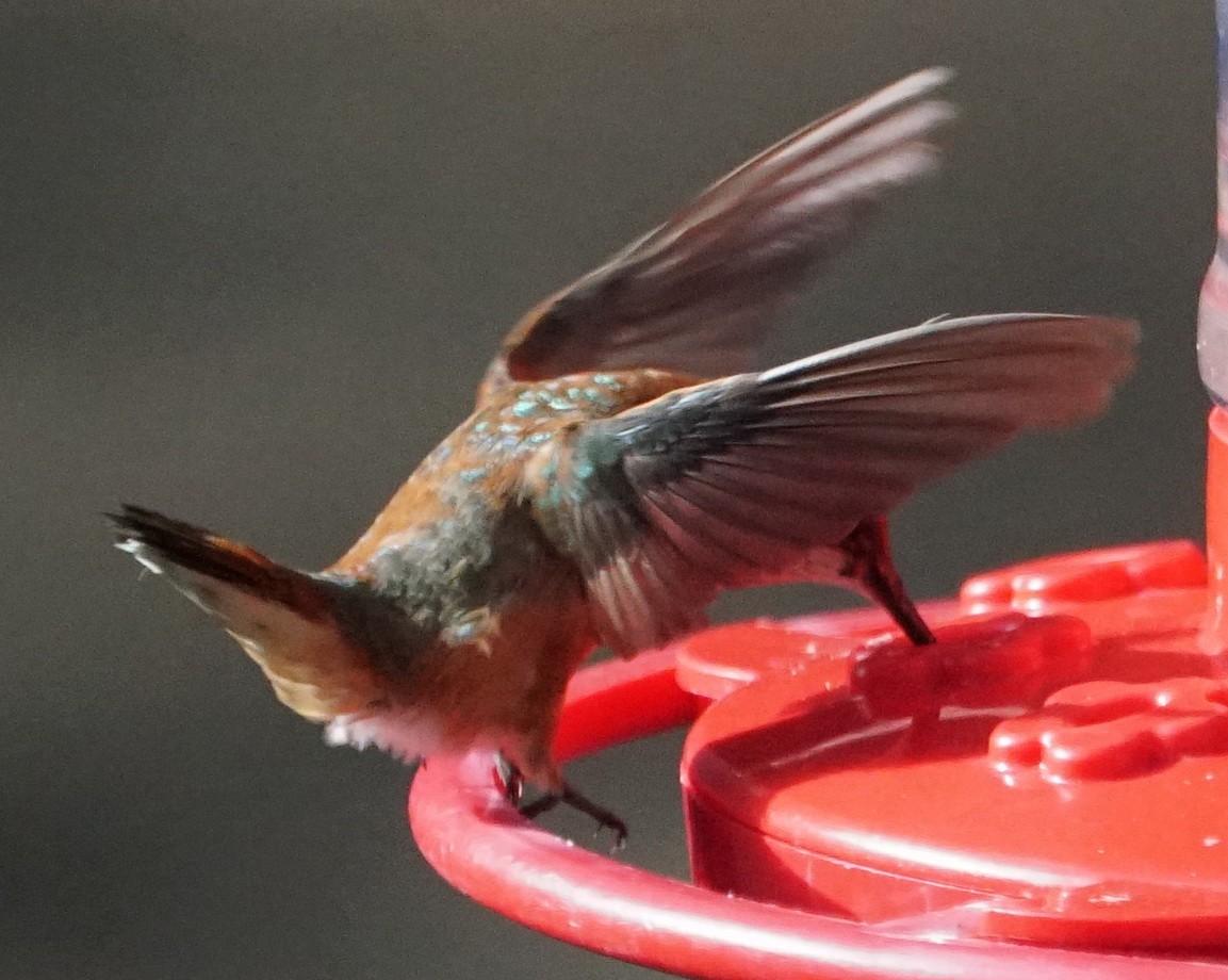 Rufous Hummingbird - ML76860461