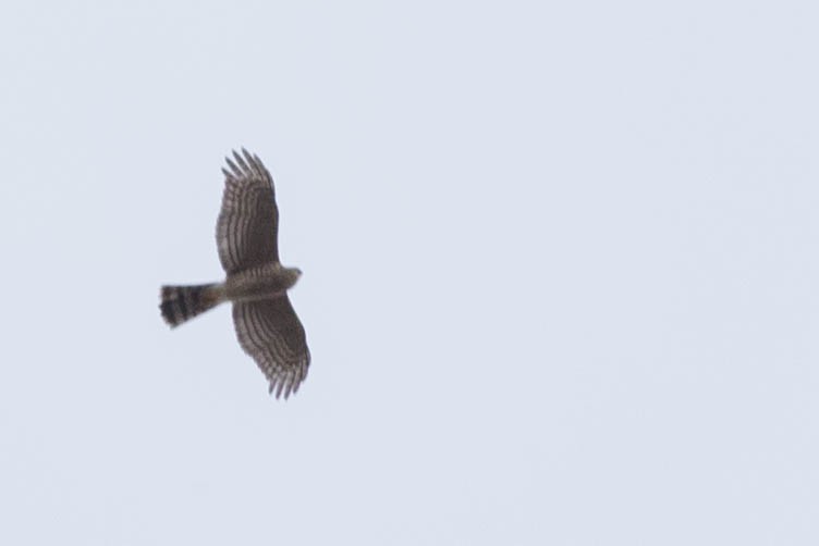 Cooper's Hawk - ML76860751