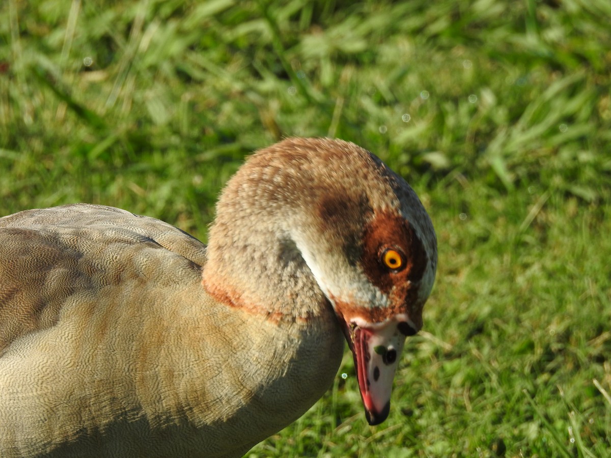 Egyptian Goose - ML76863651