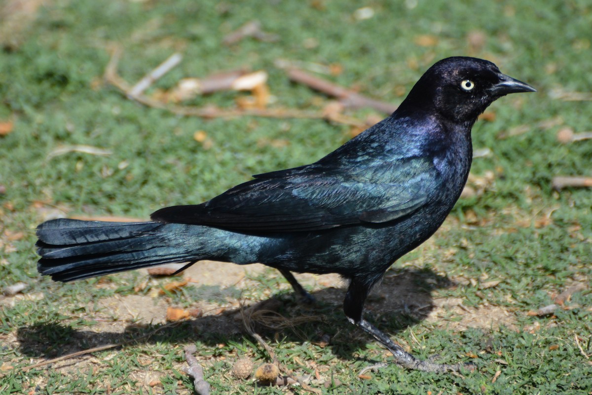 Brewer's Blackbird - Tim Cashman