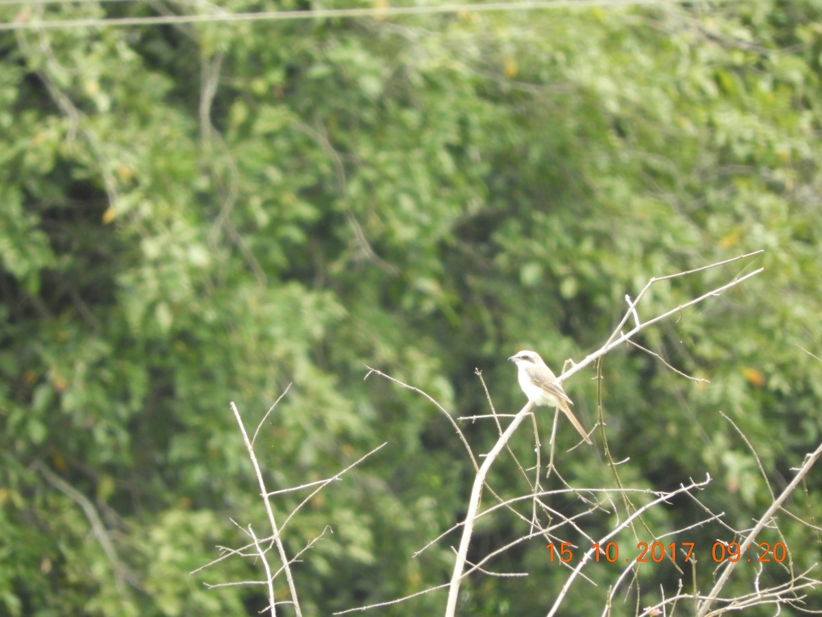 Brown Shrike - ML76864191