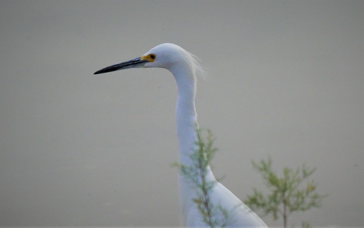 Snowy Egret - ML76868061