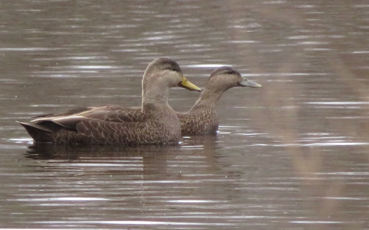 American Black Duck - ML76869011