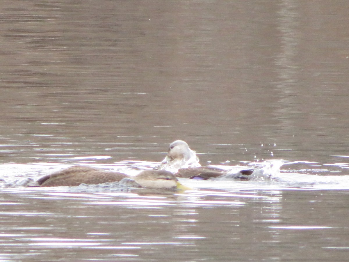 American Black Duck - ML76869191