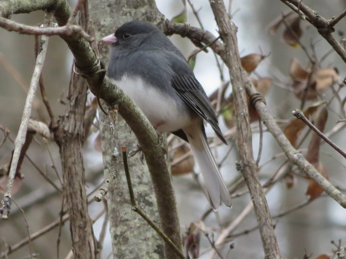 Dark-eyed Junco - Anonymous