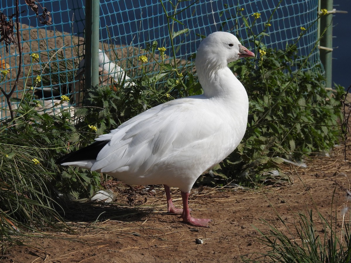 Ross's Goose - Tim Cashman