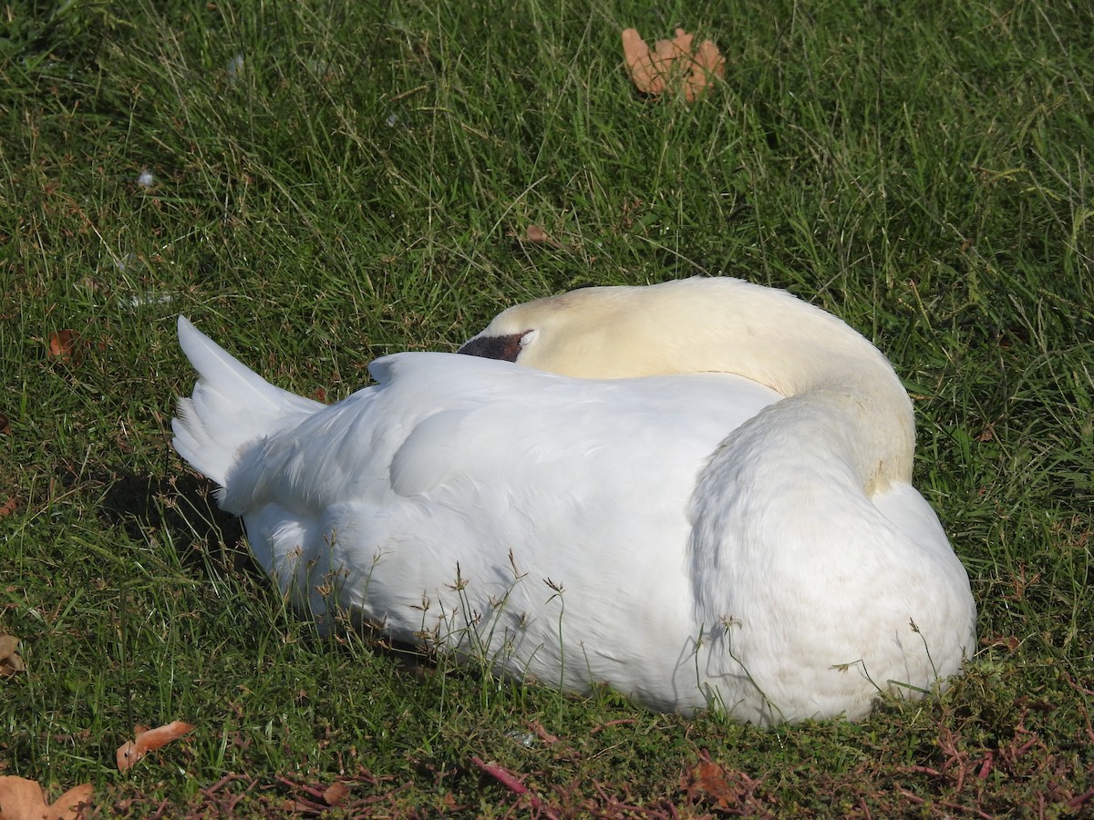 Mute Swan - ML76870251