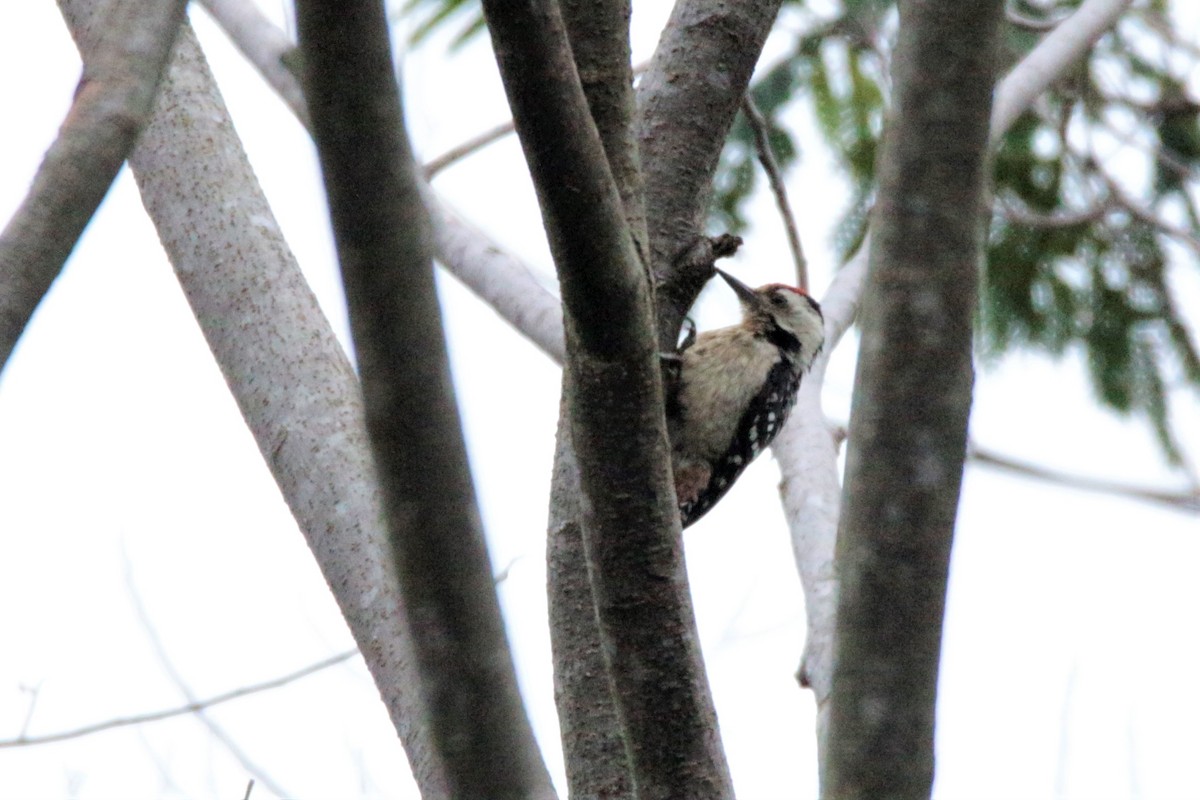 Freckle-breasted Woodpecker - ML76870401