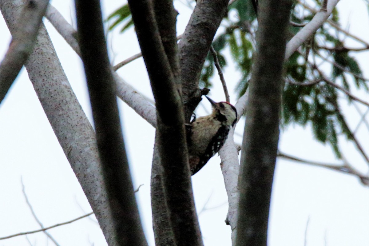 Freckle-breasted Woodpecker - ML76870411