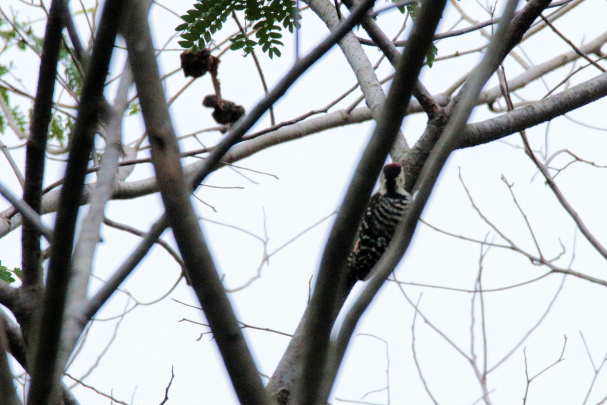Freckle-breasted Woodpecker - ML76870421