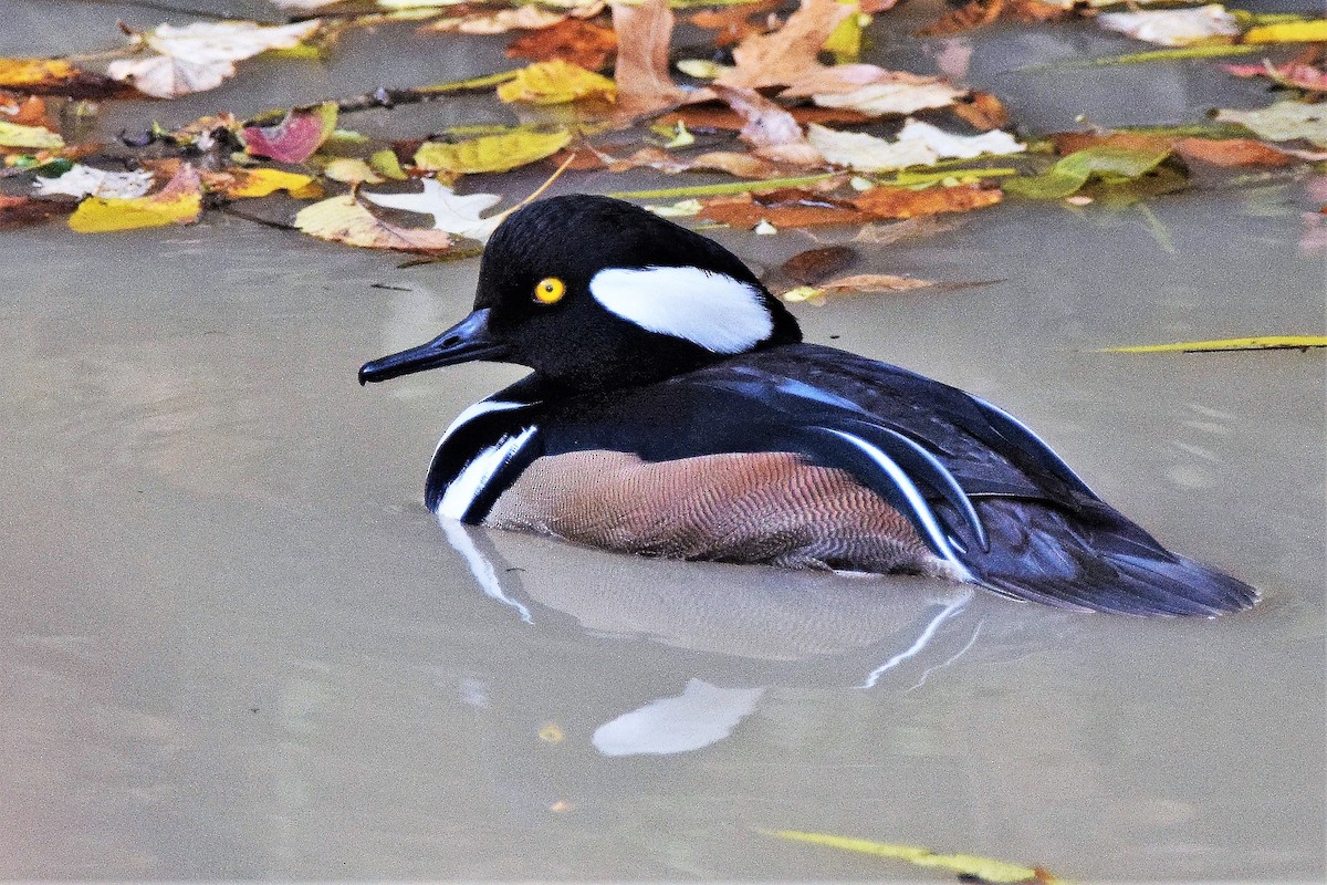 Hooded Merganser - ML76870591