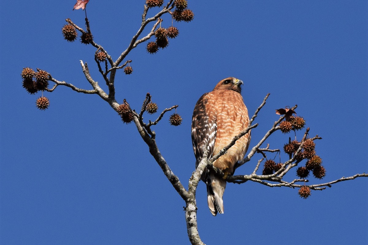 Red-shouldered Hawk - ML76870751