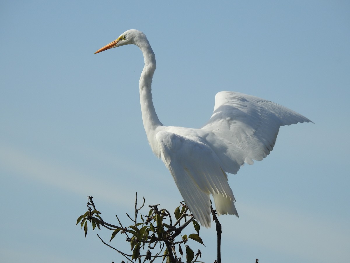 Great Egret - Tim Cashman