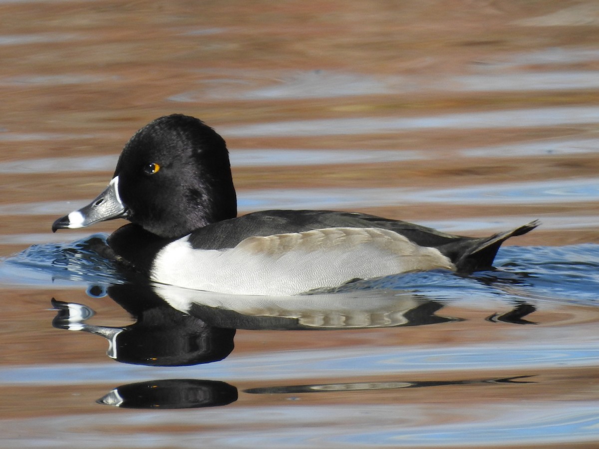 Ring-necked Duck - Tim Cashman