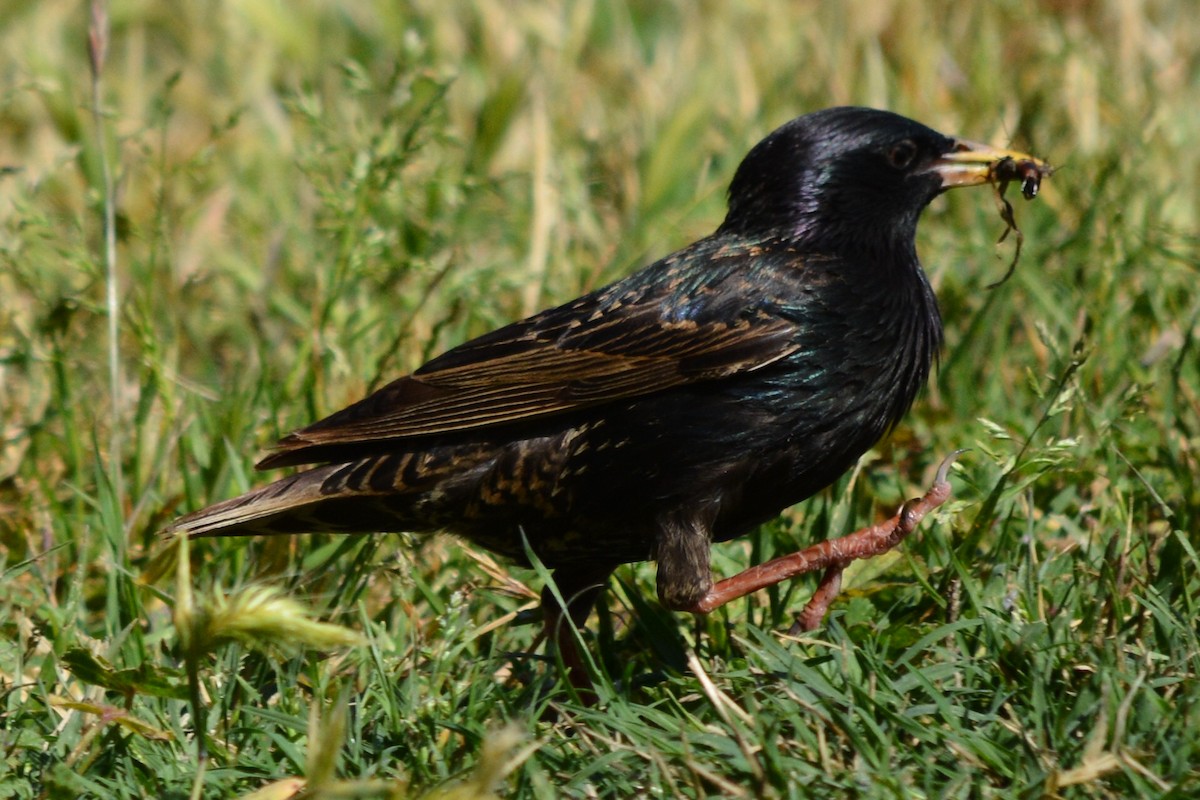 European Starling - ML76874671