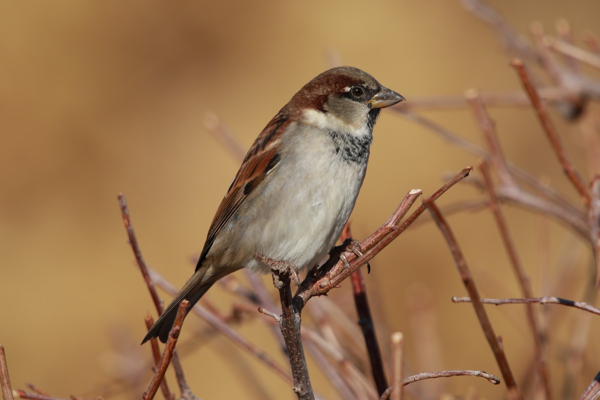 House Sparrow - ML76874811