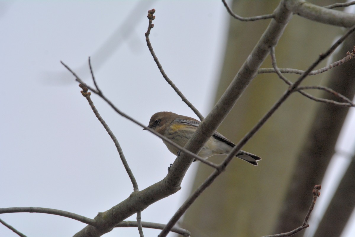 Yellow-rumped Warbler - ML76875401