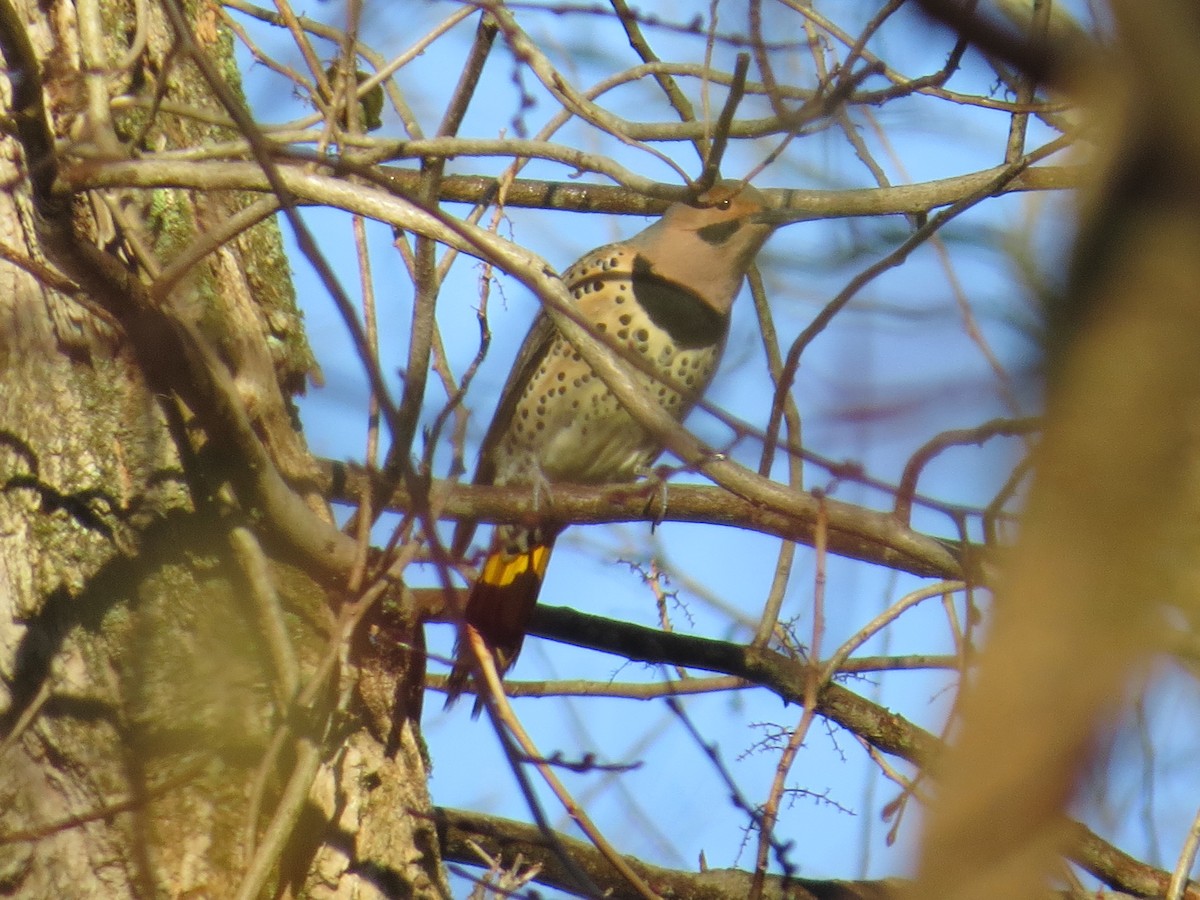 Carpintero Escapulario - ML76875891