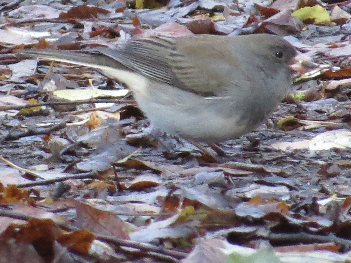Dark-eyed Junco - ML76876201