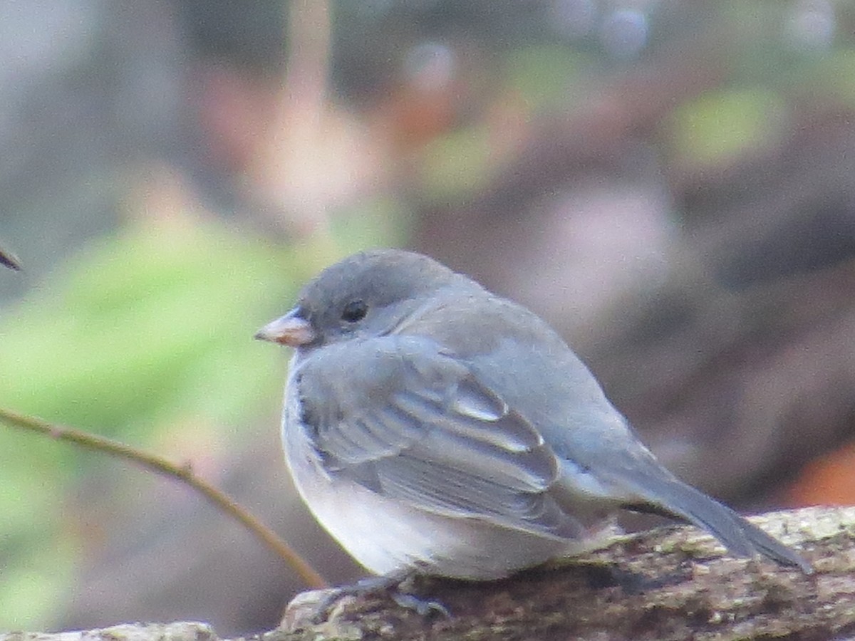 Dark-eyed Junco - ML76876281