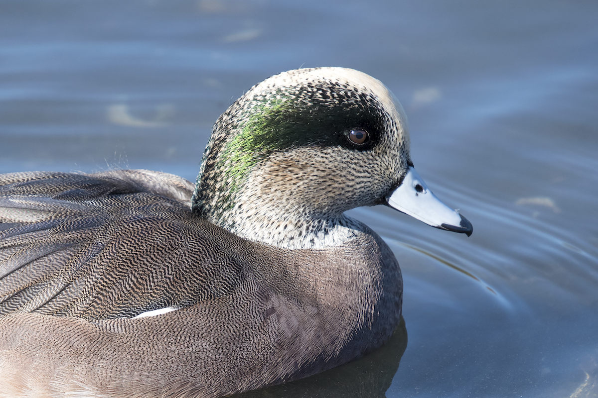 American Wigeon - ML76877551