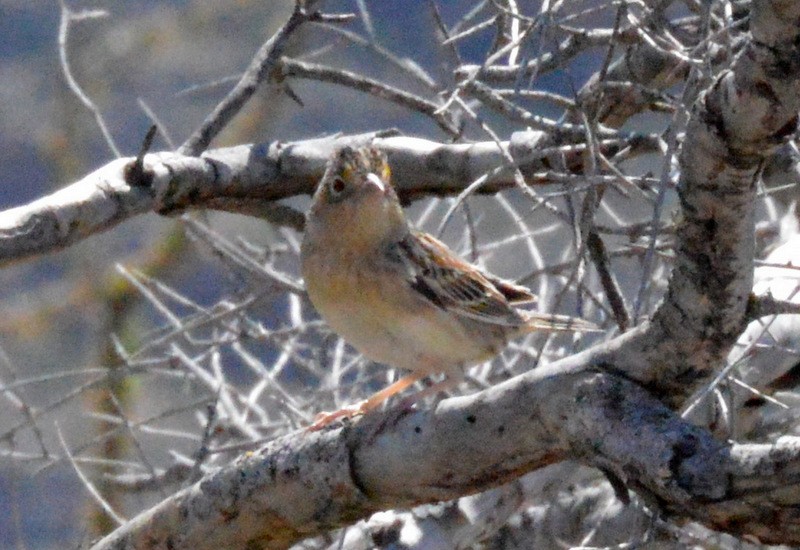 Grasshopper Sparrow - ML76878481