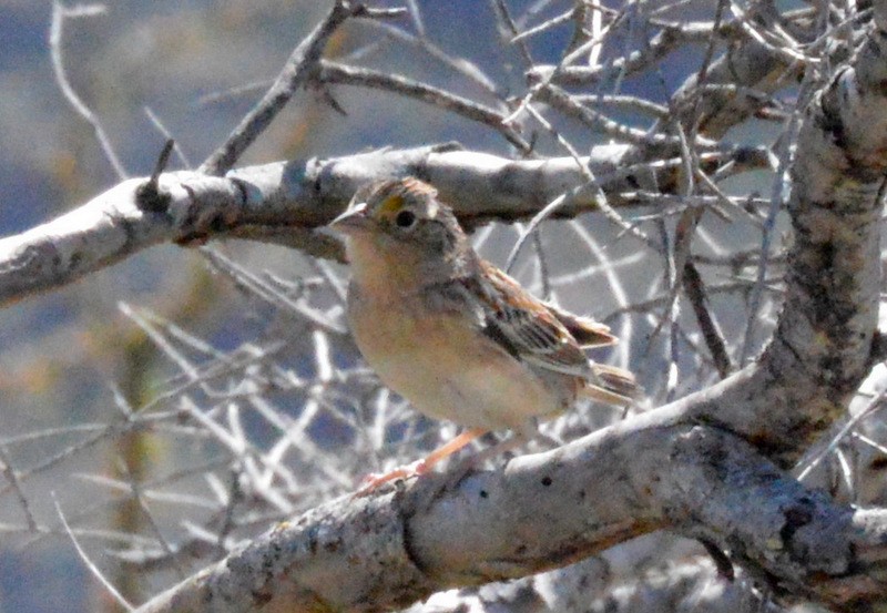 Grasshopper Sparrow - ML76878541
