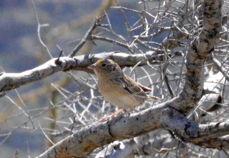 Grasshopper Sparrow - ML76878561