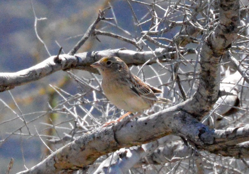 Grasshopper Sparrow - ML76878581