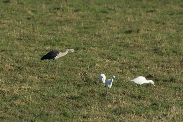 Pacific Heron - ML76880851