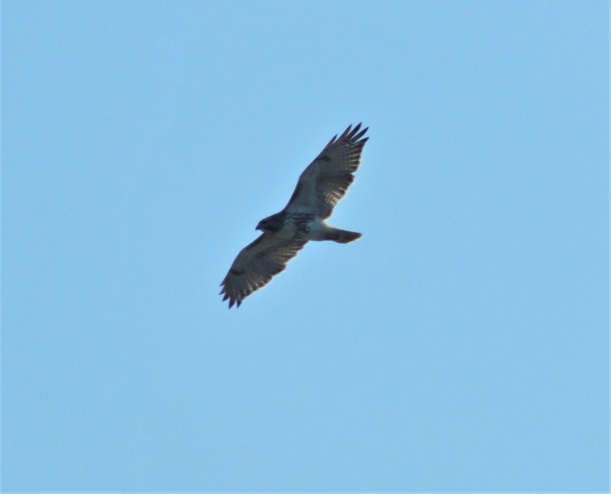 Red-tailed Hawk - ML76881381