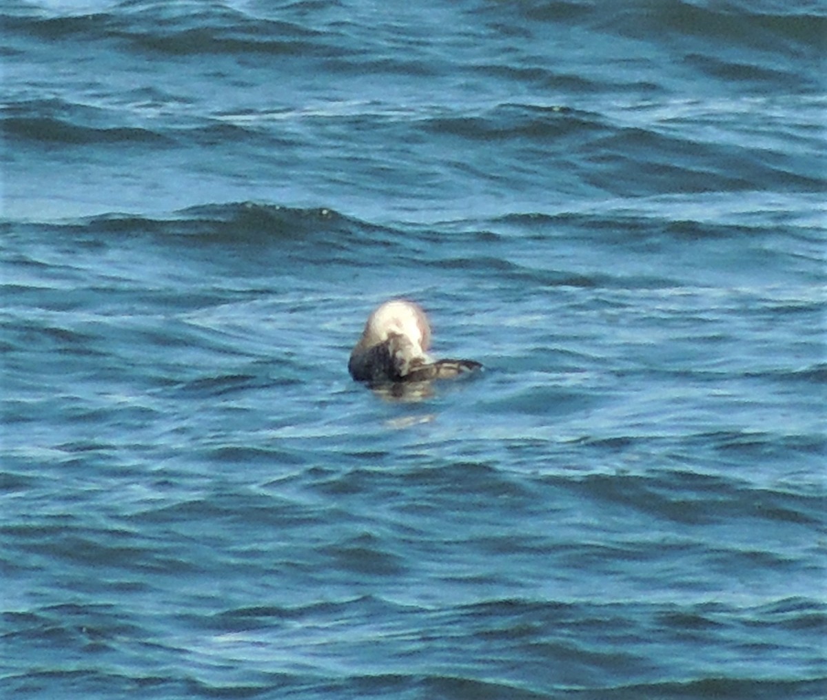 Red-throated Loon - ML76881761