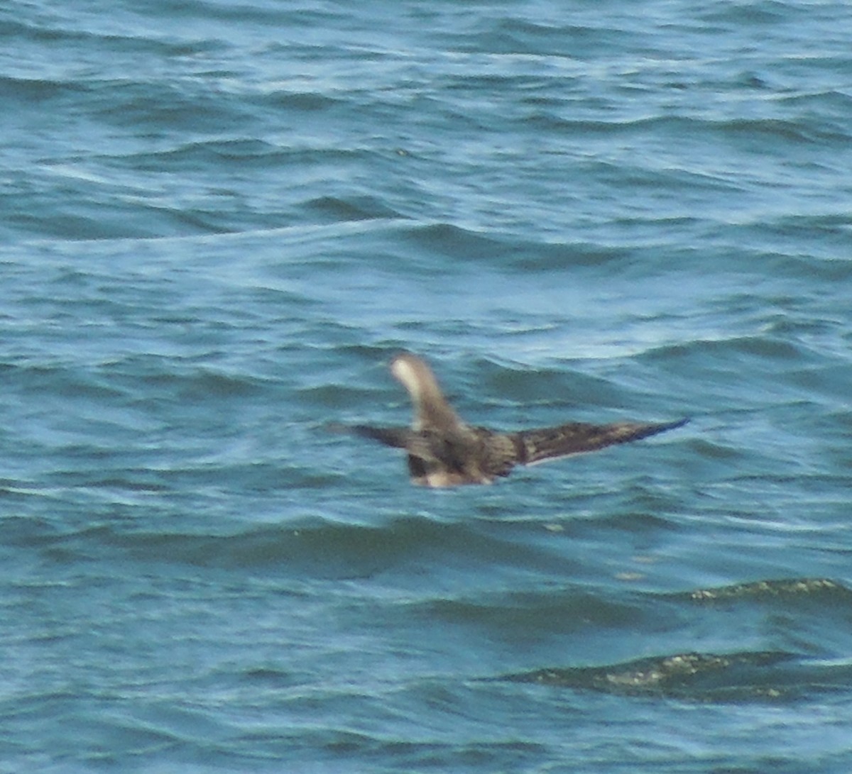 Red-throated Loon - ML76881781