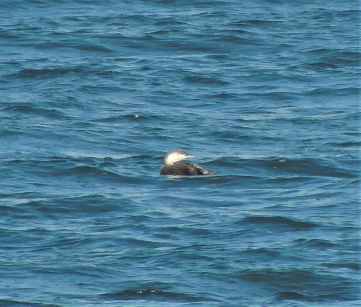 Red-throated Loon - ML76881791