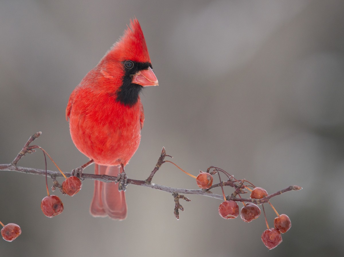 Northern Cardinal - Bob Dunlap