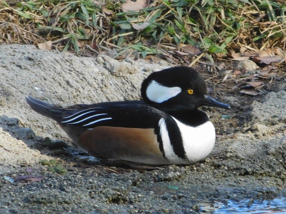 Hooded Merganser - Tim Cashman