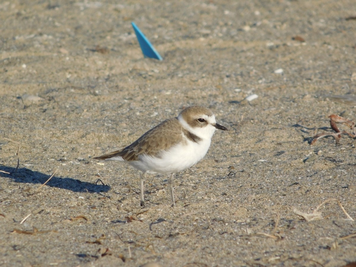 Snowy Plover - ML76885061