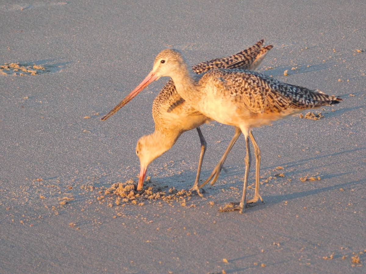 Marbled Godwit - Tim Cashman