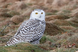シロフクロウ - eBird