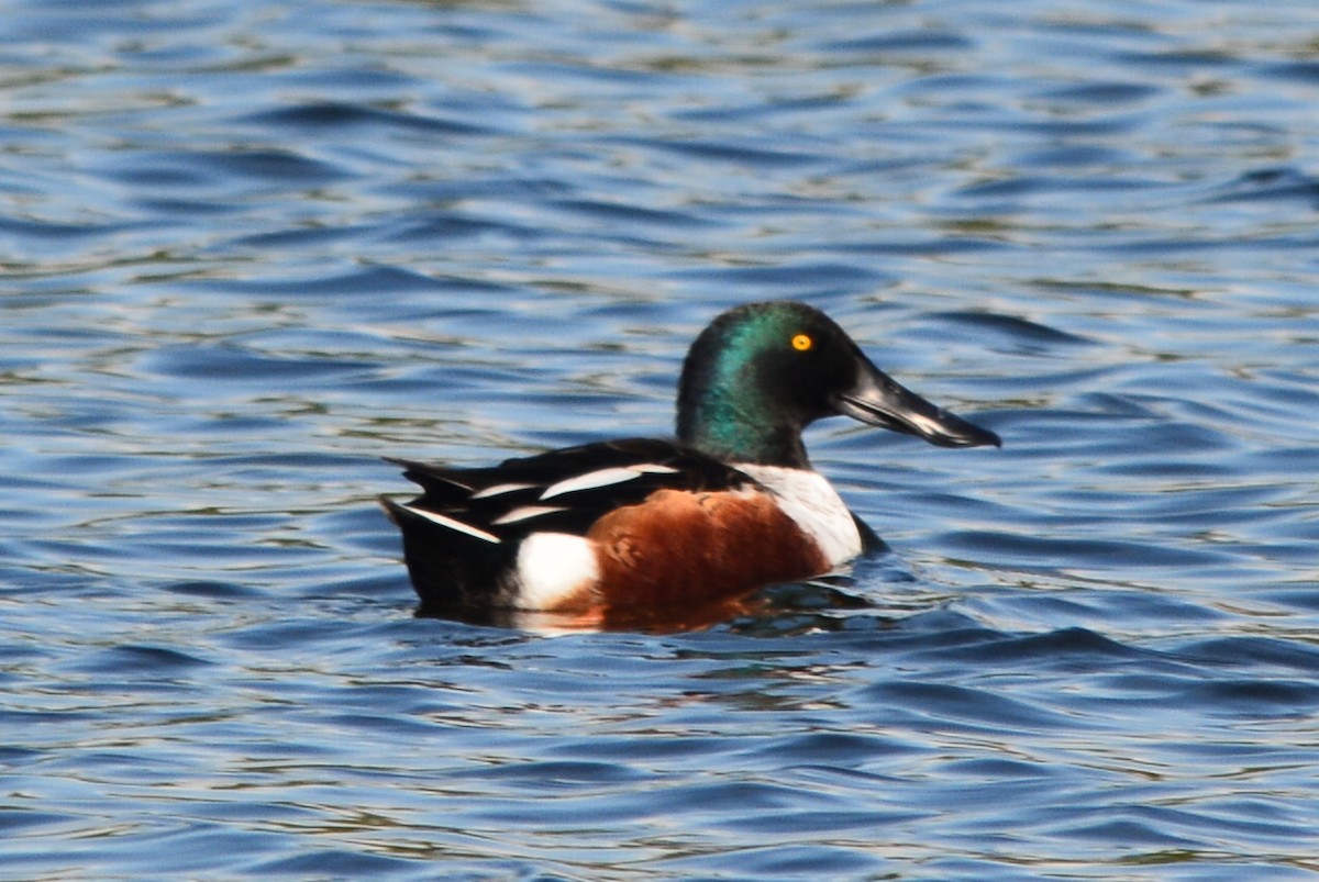 Northern Shoveler - ML76885421