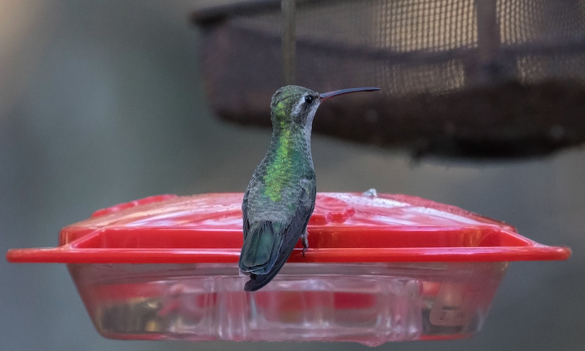 Colibrí Piquiancho Común - ML76888501