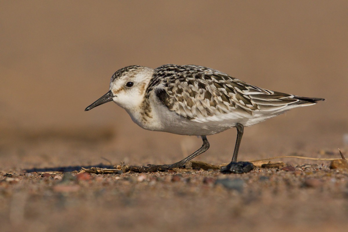 Sanderling - Bob Dunlap